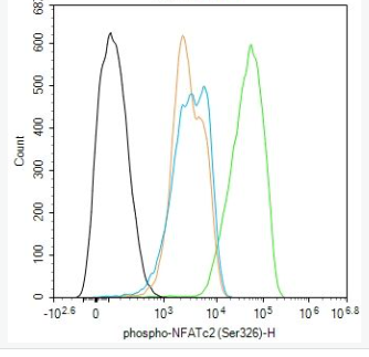 Anti-phospho-NFATc2 (Ser326) antibody-磷酸化核因子活化T细胞胞浆蛋白2抗体