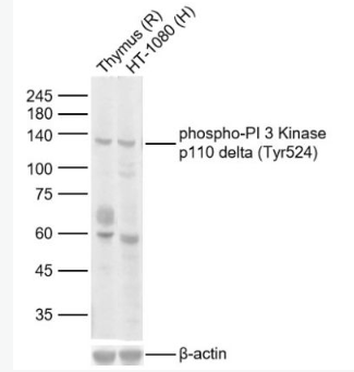 Anti-phospho-PI 3 Kinase p110 delta (Tyr524) antibody-磷酸化磷脂酰肌醇激酶催化亚单位D抗体