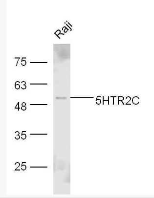 Anti-5HT2C Receptor antibody-5-羟色胺受体2C抗体