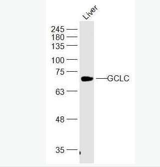 Anti-GCLC antibody-γ谷氨酰半胱氨酸合成酶抗体