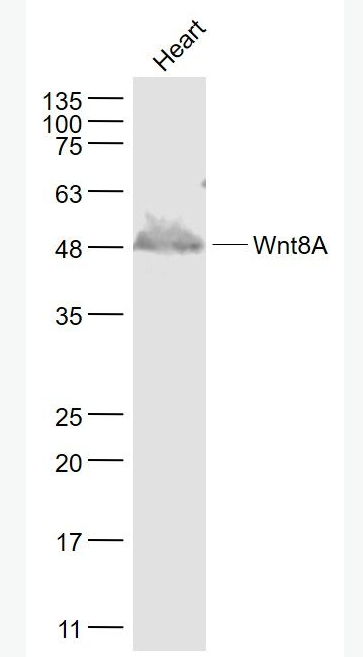 Anti-Wnt8A antibody-信号通路WNT8A抗体