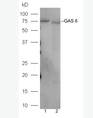 Anti-GAS 6  antibody-生长停滞特异性蛋白6抗体