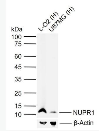 Anti-NUPR1 antibody-核蛋白p8抗体