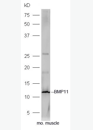 Anti-BMP11 antibody-骨形态发生蛋白11抗体