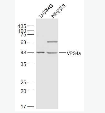 Anti-VPS4a antibody-液泡分选蛋白4抗体