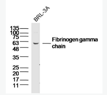 Anti-Fibrinogen gamma chain antibody-纤维蛋白原γ链抗体