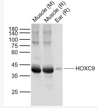 Anti-HOXC9 antibody-同源盒蛋白HOXC9抗体