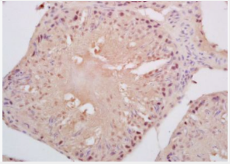 Anti-Cyclin B3 antibody-周期素B3抗体