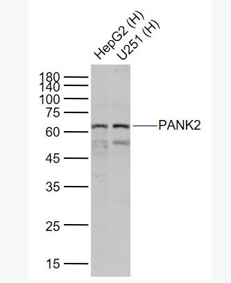Anti-PANK2 antibody-泛酸激酶2抗体