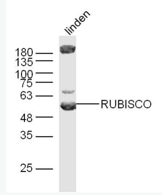 Anti-RuBisCO antibody-核酮糖1,5二磷酸羧化酶/二磷酸核酮糖盐羧化酶大链抗体