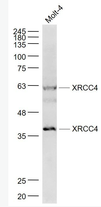 Anti-XRCC4 antibody-X射线修复交叉互补蛋白4抗体