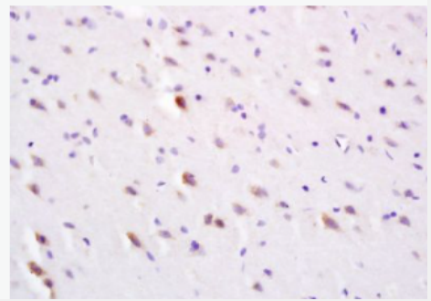 Anti-SLC30A3 antibody-溶质载体锌转运3抗体