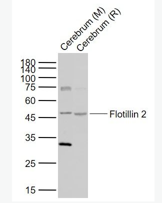 Anti-Flotillin 2 antibody-表皮细胞表面抗原1/Esa1抗体