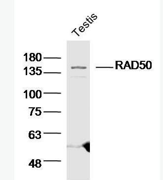 Anti-RAD50 antibody-DNA修复蛋白Rad50抗体