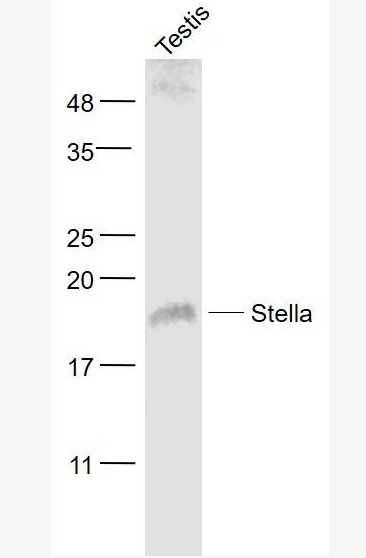 Anti-Stella antibody-发育多能性相关蛋白3抗体