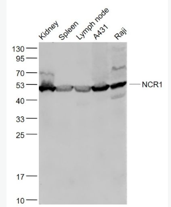 Anti-NCR1 antibody-细胞毒性受体NK-p46抗体