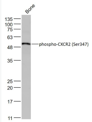 Anti-phospho-CXCR2 (Ser347) antibody-磷酸化细胞表面趋化因子受体2抗体