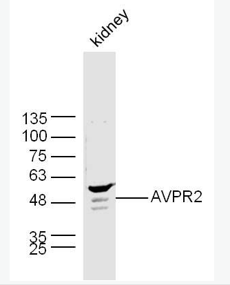 Anti-AVPR2 antibody-精氨酸加压素受体2抗体