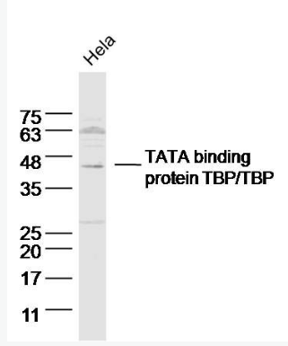 Anti-TBP antibody-TATA结合蛋白抗体