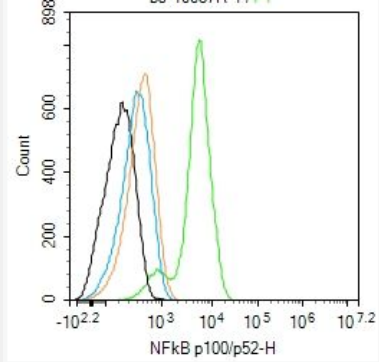 Anti-NFKB2 antibody-细胞核因子/k基因结合核因子 p52/p100抗体