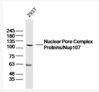 Anti-NUP107 antibody-核孔复合体蛋白抗体