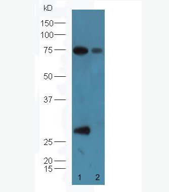 Anti-Factor D antibody-补体因子D抗体