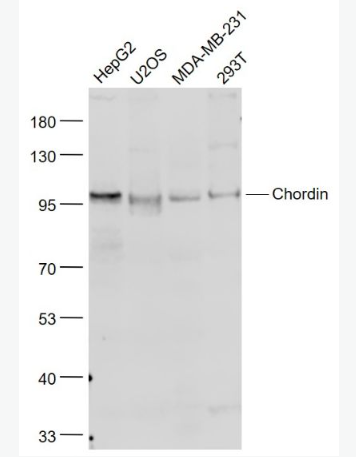 Anti-Chordin antibody-原肠胚双向形成相关蛋白抗体
