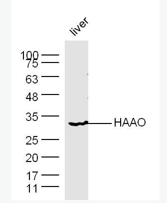 Anti-HAAO  antibody-3-羟氨苯甲酸双加氧酶抗体