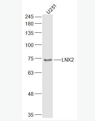 Anti-LNX2 antibody-LNX2蛋白抗体