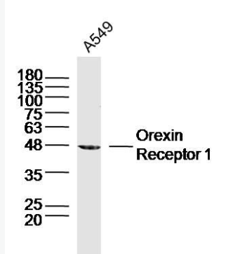 Anti-Orexin Receptor 1 antibody-丘脑分泌素受体1抗体