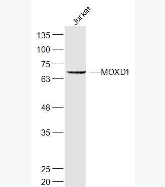 Anti-MOXD1 antibody-单加氧酶X抗体