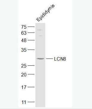 Anti-LCN8 antibody-附睾特异蛋白8抗体