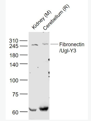 Anti-Fibronectin/Ugl-Y3 antibody-纤维连接蛋白/Ugl-Y3抗体