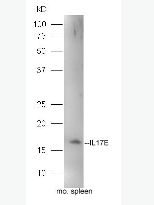 Anti-IL17E antibody-白介素-17E抗体