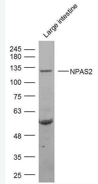 Anti-NPAS2 antibody-神经细胞PAS结构域蛋白2抗体