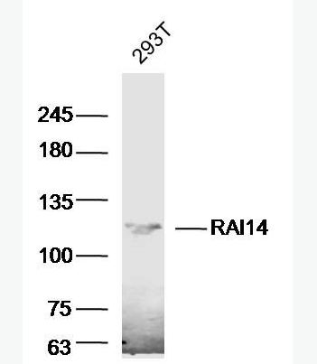Anti-RAI14 antibody-维甲酸诱导蛋白14抗体