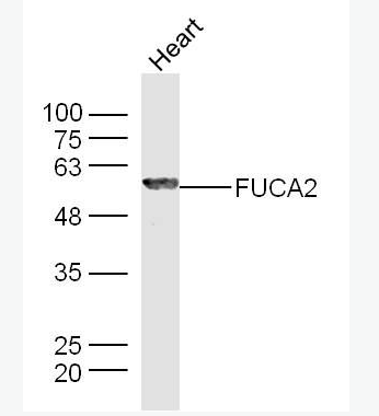 Anti-FUCA2 antibody-α-L岩藻糖苷酶2抗体