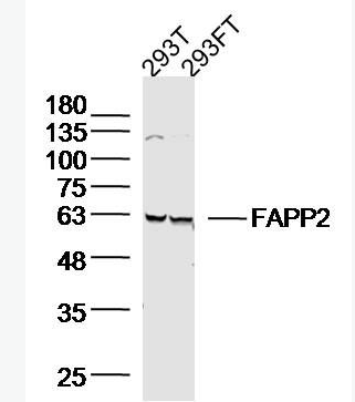 Anti-FAPP2 antibody-FAPP2蛋白抗体