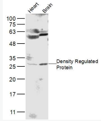 Anti-Density Regulated Protein antibody-密度调节蛋白抗体