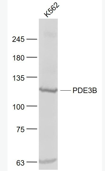 Anti-PDE3B  antibody-环核苷酸磷酸二酯酶PDE3B抗体