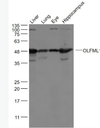 Anti-OLFML1antibody-嗅球蛋白样蛋白1抗体