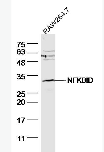 Anti-NFKBID antibody-核因子κB抑制蛋白δ抗体