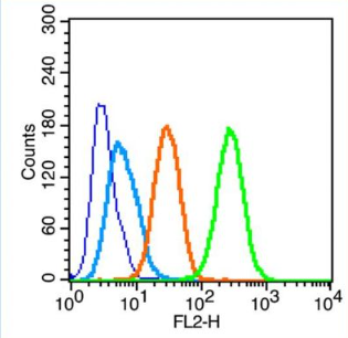 Anti-LC3C antibody-微管相关蛋白轻链3C抗体