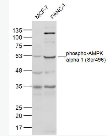 Anti-phospho-AMPK alpha 1 (Ser496) antibody-磷酸化腺苷单磷酸活化蛋白激酶α1抗体