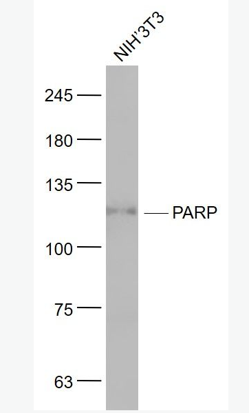 Anti-PARP1 antibody-多腺苷二磷酸多聚酶/多聚ADP-核糖聚合酶1单克隆抗体