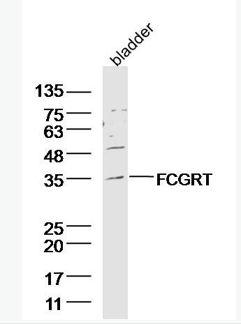 Anti-FCGRT antibody-IgG-Fc片断受体转运蛋白α抗体