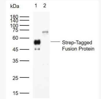 Anti-Strep-Tag II antibody-Strep-Tag II（标签）单克隆抗体