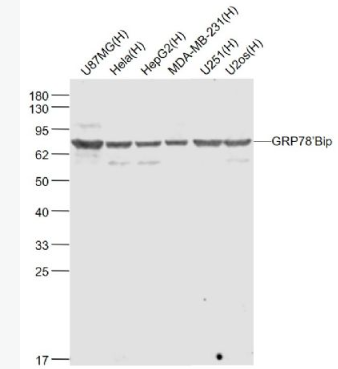 Anti-GRP78/Bip antibody-葡萄糖调节蛋白78单克隆抗体