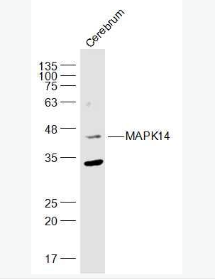 Anti-P38 MAPK/ MAPK14 antibody-丝裂原活化蛋白激酶p38α抗体