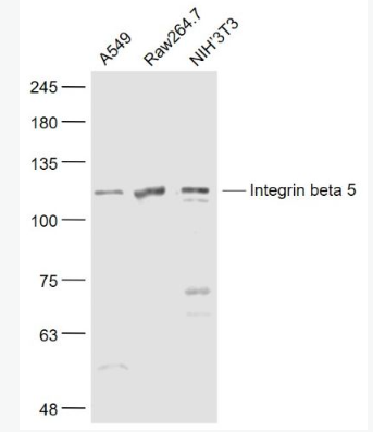 Anti-Integrin beta 5 antibody-整合素β5抗体